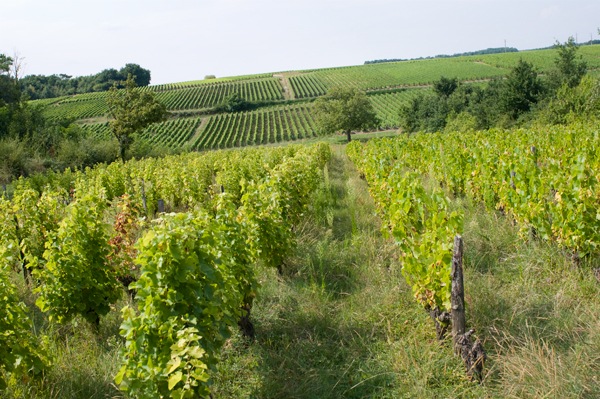 Loire Wine Tour with La Cucina di Terresa